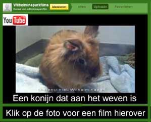konijn dat met de kop aan het weven is tgv E. cuniculi